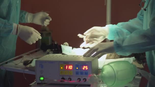 Il gatto giace sul tavolo operatorio da vicino. Le mani di due dottori in guanti che fanno l'operazione di animale in clinica veterinaria moderna. Cura degli animali domestici al veterinario. Concetto trattamento animali — Video Stock