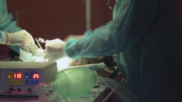 Vet doing the operation for sterilization. The cat on the operating table in a local clinic. Cat in a veterinary surgery, — Stock Video