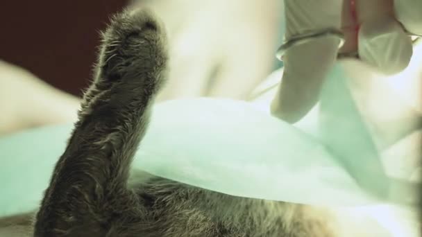 De kat ligt op de operatietafel dicht omhoog, achterste voet steken... Handen van doctor in de handschoenen maken van operatie in moderne veterinaire kliniek. Dierenverzorging bij dierenarts. Behandeling van dierlijk concept — Stockvideo