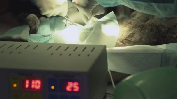 Серый кот лежит на операционном столе вблизи. Руки двух умелых врачей в перчатках, делающих операцию животного в современной ветеринарной клинике. Уход за животными у ветеринара. Лечение животных — стоковое видео