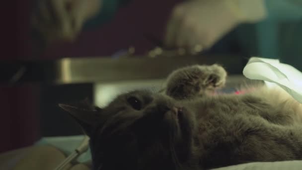 Grå katt med öppna ögon liggande efter operation i modern veterinärklinik. Läkare händerna samla instrument. Behandling av djur koncept — Stockvideo