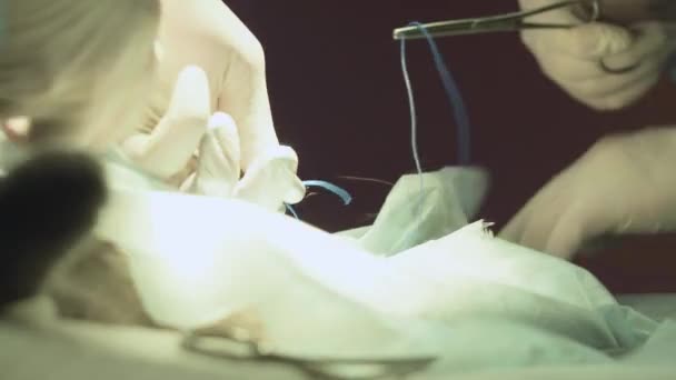 現代獣医クリニックのクローズ アップを操作した後、2 つの医師の手が猫を縫います。獣医外科動物治療コンセプトのテーブルで麻酔下に猫 — ストック動画