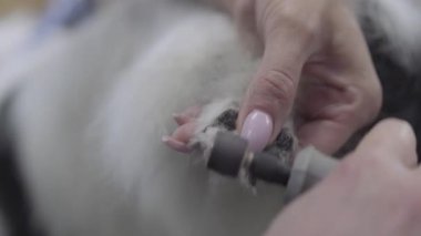 Elinde çivi özel makine kullanarak küçük köpek kadın keser kapatın. Profesyonel hayvan bakımı ve stil içinde evde beslenen hayvan Kuaför