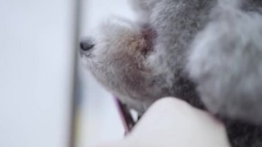 Genç profesyonel evde beslenen hayvan damat kabarık küçük sevimli köpek saç kesimi için kafasına yün ile başlayan makas ile kesme yapmak