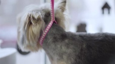 Sevimli yorkshire terrier Kuaför Pet. Salon bakım evde beslenen hayvan köpek bakmak.