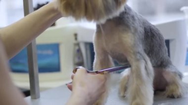 Kadın evde beslenen hayvan damat damat salonda makasla küçük köpek saç keser. Profesyonel hayvan kesimi ve stil veteriner kliniğinde. Bakım sanatı.