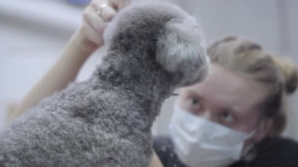 Abilità professionale pet groomer facendo a peluche poco carino barboncino taglio di capelli con forbici a partire da lana sulla testa — Video Stock