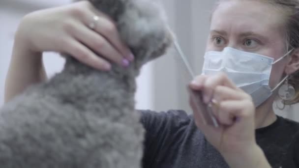 Retrato do animal de estimação groomer na máscara penteia pequenos cabelos de cão cinza no salão groomers segurando seu pescoço de perto. Corte de cabelo animal profissional e styling. A arte de arrumar — Vídeo de Stock