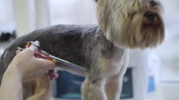 Joven peluquero profesional para mascotas haciendo un lindo corte de pelo de perro esponjoso con tijeras que comienzan con lana en el cuerpo — Vídeos de Stock