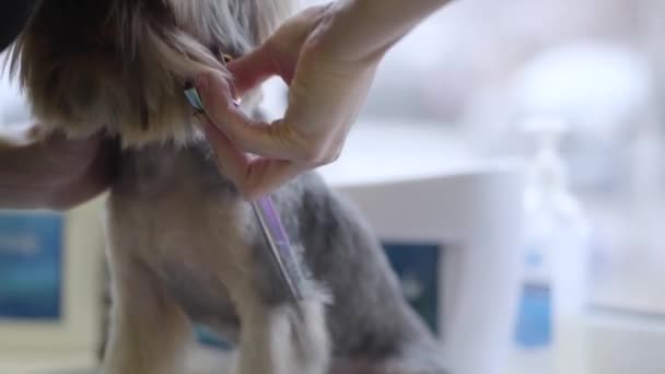 Groomer hewan peliharaan betina memotong rambut anjing kecil dengan gunting di salon groomers. Potongan rambut hewan profesional dan gaya di klinik dokter hewan . — Stok Video