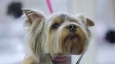 Sadık köpek damat kadın eli. Sevimli küçük yorkshire korkunç saçları getting belgili tanımlık damat kesti. Çok güzel şık köpek Kuaför Pet. Evde beslenen hayvan damat salon.