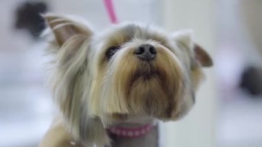 Sevimli küçük yorkshire terrier, belgili tanımlık damat metal tarak ile taranmış. Profesyonel hayvan kesimi ve stil. Çok güzel şık köpek Kuaför Pet. Evde beslenen hayvan damat salon.