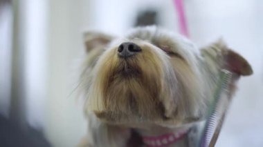 Evde beslenen hayvan damat salon tımar makas ile yorkshire terrier köpek saç keser. Çok güzel şık köpek Kuaför Pet. Evde beslenen hayvan damat salon.