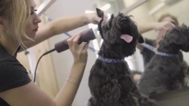 Genç profesyonel evde beslenen hayvan damat kabarık sevimli köpek saç kesimi alan kulak yakınındaki bir traş ustura ile kesme yapmak
