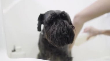 Damat çamaşır sevimli siyah köpek yavrusu bir damat köpek salonda eller. Profesyonel hayvan damat hayvan önemser. Sadık köpek damat kadın el yakın çekim