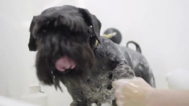 Damat damat bir köpek salonda şampuanla yıkama çok güzel siyah köpek yavrusu eller. Profesyonel hayvan damat hayvan önemser. Sadık köpek damat kadın el yakın çekim