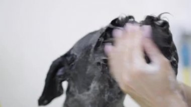 Evde beslenen hayvan ise güzel ve itaatkâr siyah büyük köpekler yüz şampuanla yıkama genç profesyonel evde beslenen hayvan damat