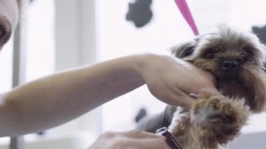 Kadın profesyonel damat köpek elektro kesme makinesi ile yün atar. Çok güzel yerli pet.