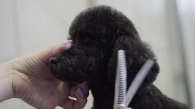 Damat yakından saç namlu üzerinde küçük şirin bir köpek makas ile keser. Sevimli köpek Kuaför Pet. Evde beslenen hayvan damat salon.