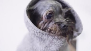 Terry havlu kaplı küçük şirin köpek yavrusu kapatın. Küçük damat onu evde beslenen hayvan salonda temizledikten sonra şık köpek sallayarak ıslak. Profesyonel hayvan damat hayvan önemser. Evde beslenen hayvan damat salon