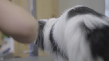 Evde beslenen hayvan damat damat salonda tarak ile küçük tüylü köpek saç tarama. Profesyonel hayvan kesimi ve stil. Bakım sanatı. Ağır çekim