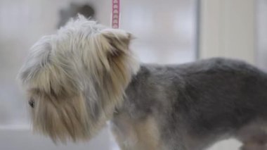 Çok güzel şık Yorkshire Terrier Kuaför Pet. Evde beslenen hayvan damat salonu. Yakın çekim.
