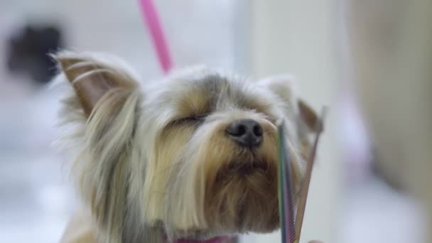 Bonito pequeno yorkshire terrier recebendo seu cabelo cortado no groomer. A mão de mulher que prepara o cãozinho obediente. Cão elegante adorável no animal de estimação barbeiro. Salão de beleza Pet grooming . — Vídeo de Stock