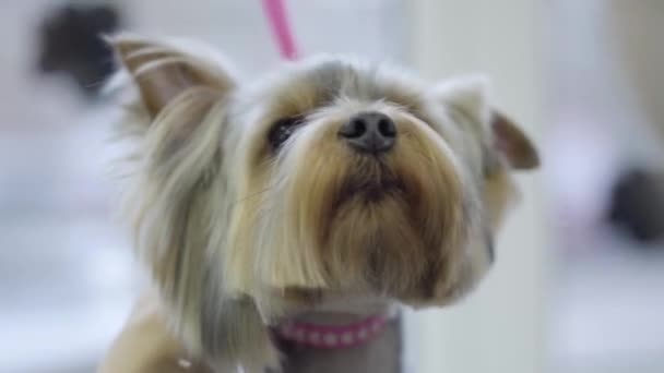 Lindo pequeño yorkshire terrier peinado con un peine de metal en el peluquero. Corte y peinado animal profesional. Adorable perro elegante en peluquería mascota. Salón de aseo de mascotas . — Vídeos de Stock