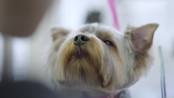 Jonge professionele huisdier groomer kammen kleine pluizig gehoorzame hond met een speciale borstel zijn nieuw kapsel. Schattig stijlvolle hond in Kapper huisdier. Huisdier grooming salon. — Stockvideo