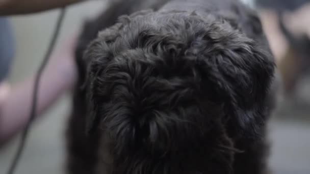 Groomer se encarga del pelo largo de los perros. El arte del aseo. Elemento de aseo. Primer plano de adorable animal negro consiguiendo un corte de pelo en el salón. Peluquería para perros — Vídeos de Stock