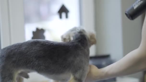 Retrato de un cachorro encantador en el salón. Piel de secado profesional del lindo perro Yorkshire Terrier en el salón de aseo. El arte del aseo — Vídeo de stock