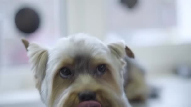 Retrato de un perrito encantador en el salón. Animal con corte de pelo elegante en el salón de peluquería. El arte del aseo — Vídeos de Stock