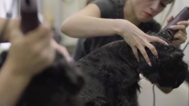 Reflejo espejo del peluquero cuida el pelo largo de los perros sosteniendo la oreja de la mascota. Elemento de aseo. Primer plano de adorable animal negro consiguiendo un corte de pelo en el salón. Peluquería para perros — Vídeo de stock