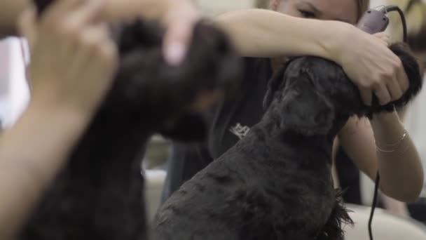Un peluquero profesional mujer cizalla lana en el perro con cortapelo electro. Adorable mascota doméstica . — Vídeo de stock