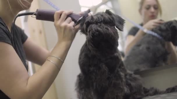 Шнауцеровый уход за собакой с триммером, профессиональный парикмахер косит шнауцеровый мех на ухо — стоковое видео