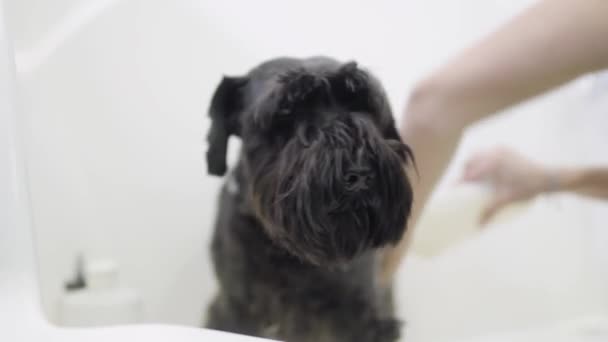 Groomer hands washing adorable black puppy in a grooming dog salon. Professional animal groomer takes care of the animal. The woman hand grooming obedient doggy close up — Stock Video