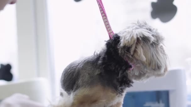 Skicklig professionell groomer saxar ull på hund med elektronisk clipper. Bedårande inhemska sällskapsdjur. — Stockvideo