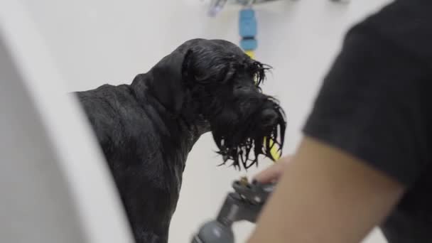 Evde beslenen hayvan ise güzel ve itaatkâr siyah büyük köpekler vücut şampuanı ile yıkama genç profesyonel evde beslenen hayvan damat
