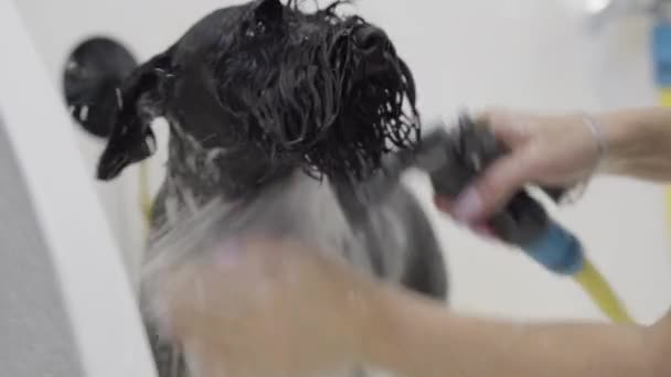 Adorable chien dans la salle de bain. Un chien qui lave. La fille baigne le mignon animal de compagnie dans la salle de bain. Portrait d'un chien mignon humide . — Video