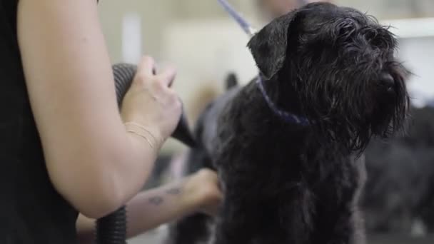 Retrato del encantador perro negro en el salón. Pelaje de secado profesional del peluquero de lindo animal negro en el salón de aseo. La mano de la mujer aseo perrito obediente de cerca — Vídeo de stock