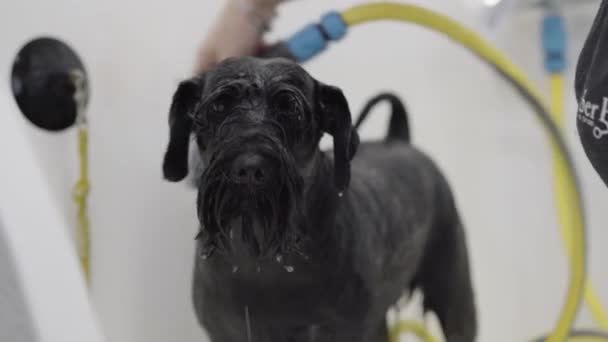 Очаровательная собака в ванной. Моющая собака. Девушка купает милого питомца в ванной. Портрет мокрой милой собаки . — стоковое видео