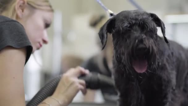 Groomer blowing hair from Schnauzer dog with special equipment — Stock Video