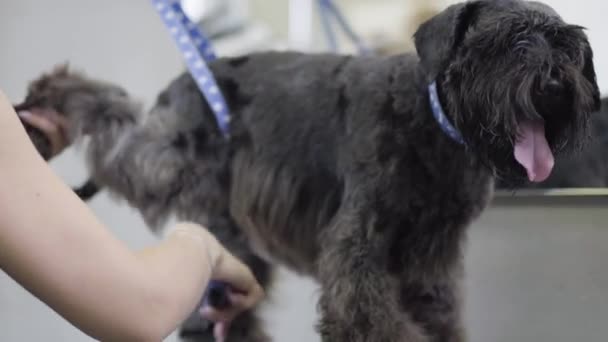 Groomer med pensel på hund. Sällskapsdjur grooming salon. Grooming en liten hund i husdjursvård, frisörverksamhet salon för hundar. — Stockvideo