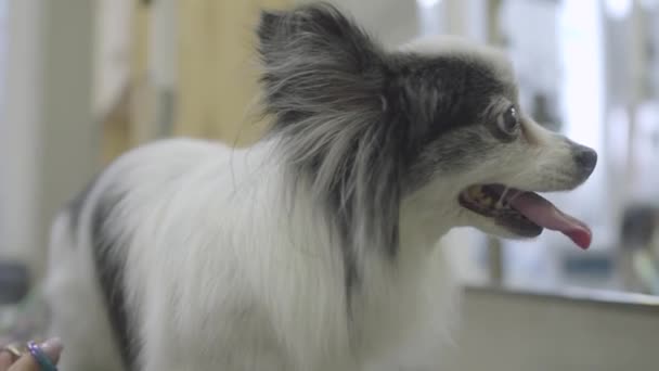 Adorable perro elegante en peluquería mascota. Salón de peluquería de mascotas. De cerca. . — Vídeos de Stock