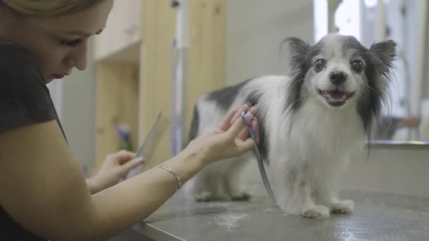 ペット groomer はゲレンデ サロンではさみで小さな足に小さな犬の毛をカットします。動物プロのヘアカットとスタイリング。手入れをすることの芸術。スローモーション — ストック動画