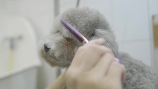 Huisdier groomer hand snijdt haar in de buurt van de ogen van kleine grijze hond haren met een schaar in trimmers salon close-up. Professionele dierlijke kapsel en styling bij de kliniek van de dierenarts. De kunst van grooming. Slow motion — Stockvideo