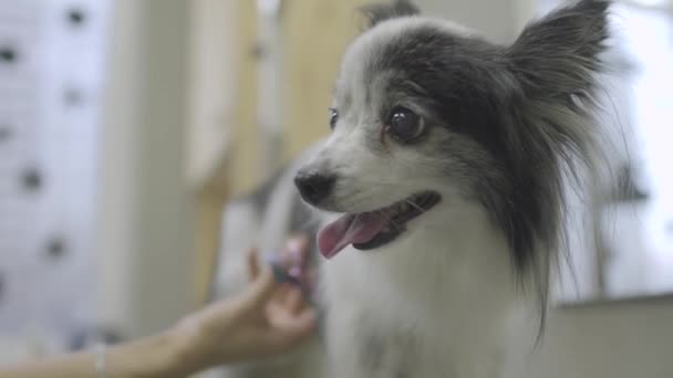 Pet groomer pêlos de cão com tesoura no salão de aliciamento.Corte de cabelo animal profissional e styling na clínica veterinária.Cuide do cão no veterinário — Vídeo de Stock