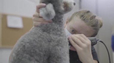 Kadın profesyonel damat köpek elektro kesme makinesi ile yün atar. Çok güzel yerli pet.