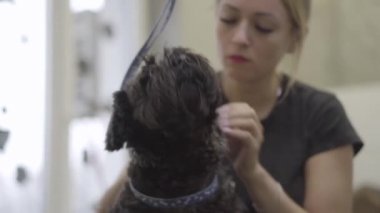 Kadın evde beslenen hayvan damat damat salonda siyah köpek kulaklarına temizler. Profesyonel hayvan bakımı veteriner kliniğinde. Bakım sanatı. Ağır çekim