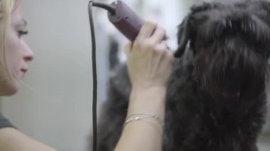 Kadın profesyonel damat köpek elektro kesme makinesi ile yün atar. Çok güzel yerli pet.